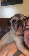 Paul the Pug
