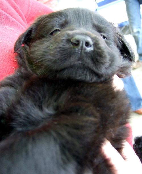 Onyx
