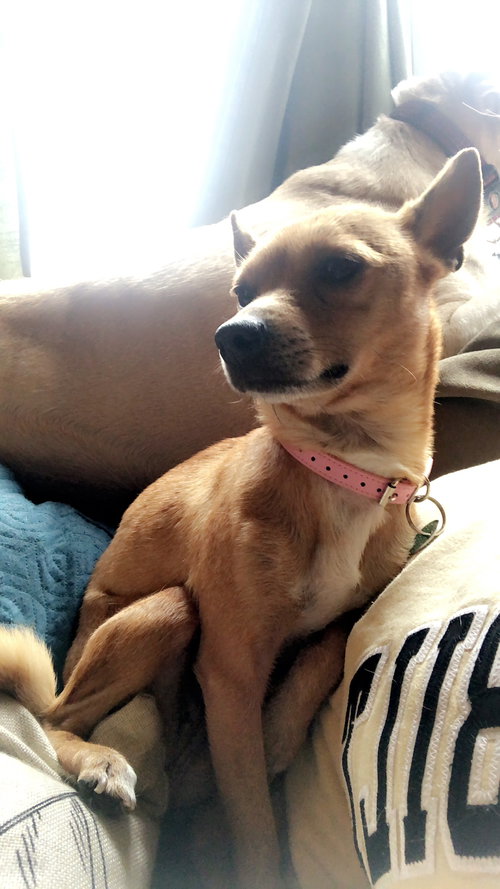 Peanut