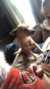 Peanut