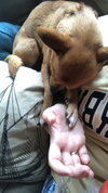 Peanut
