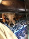 Peanut