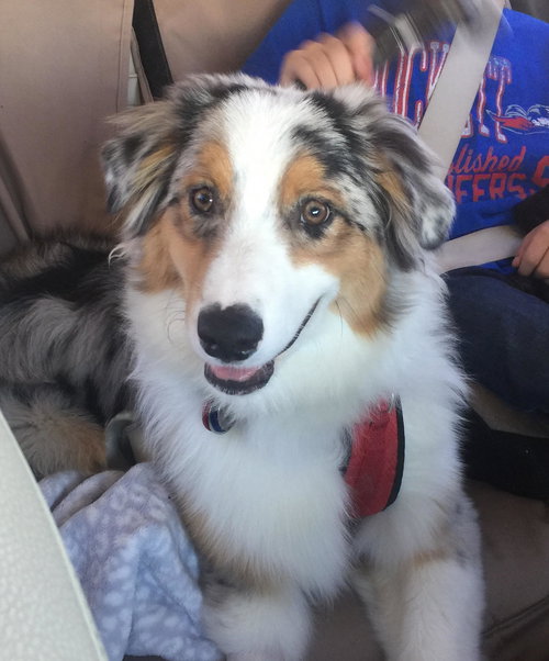Scout the Aussie
