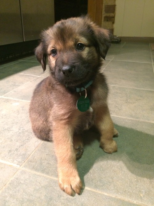 Frankie