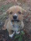Truman