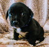 Pepper