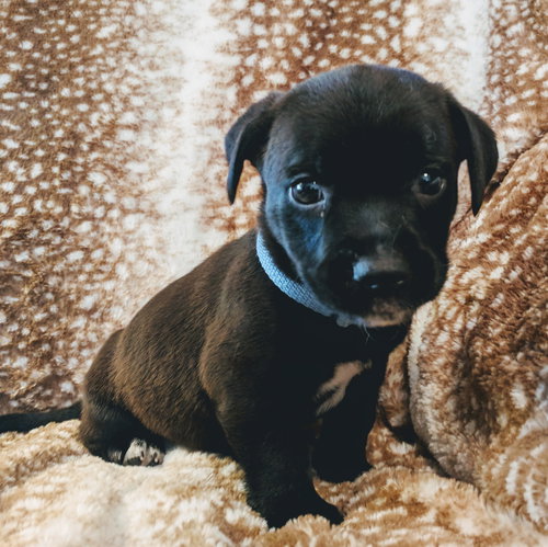 Pepper