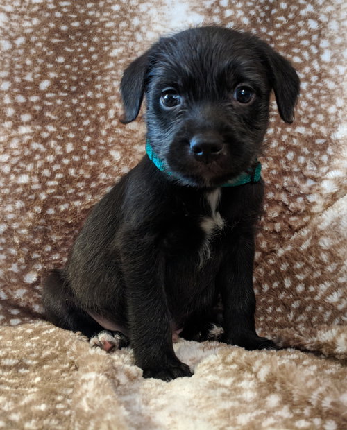 Clyde