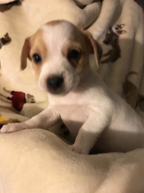 Chip