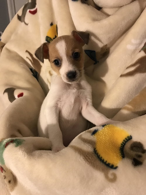 Finn