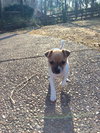 Scrappy