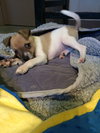 Scrappy