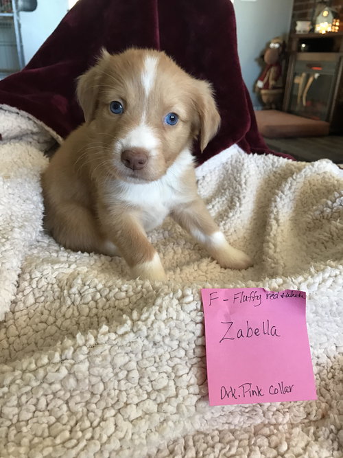Bella