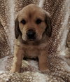 Tucker