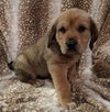 Tucker