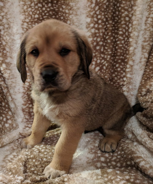 Tucker