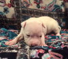 Kingsley