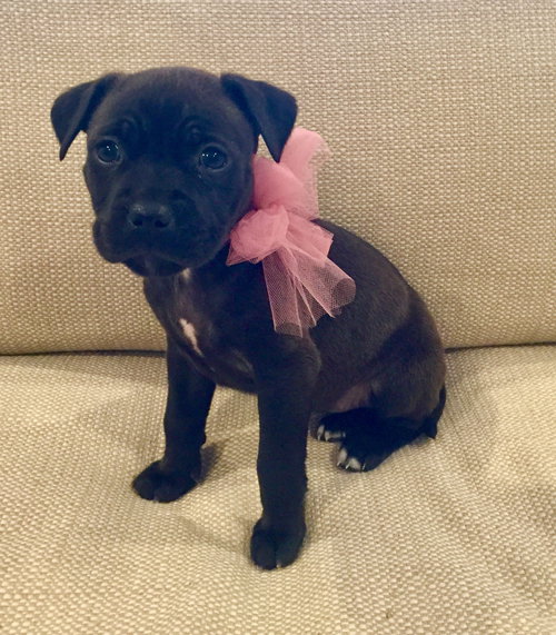 Poppy