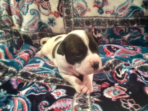 Wilma