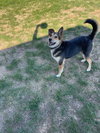 Remus
