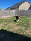 Remus
