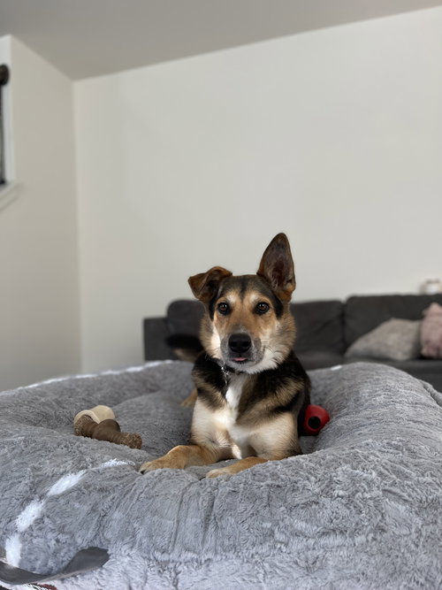 Remus