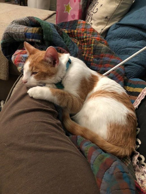 Marmalade
