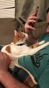 Marmalade