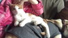 Marmalade