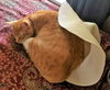 Hemi