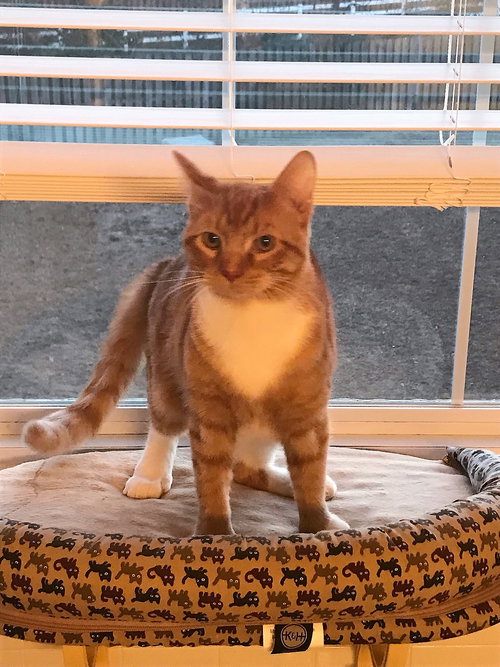 Hemi