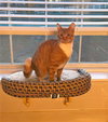 Hemi