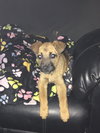 Roo
