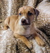 Bailey