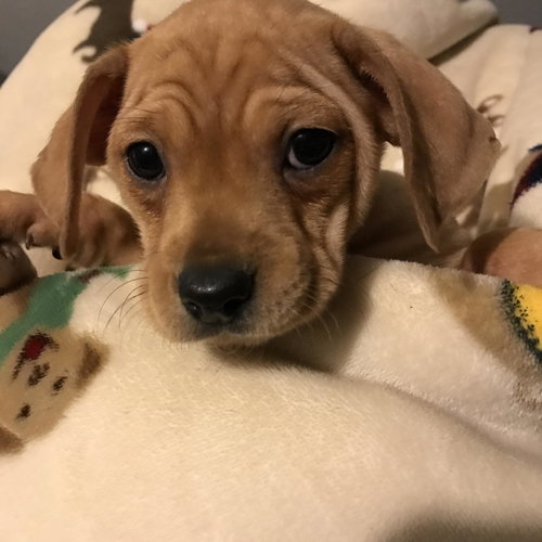 Fiona