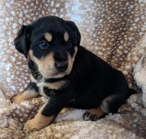Max