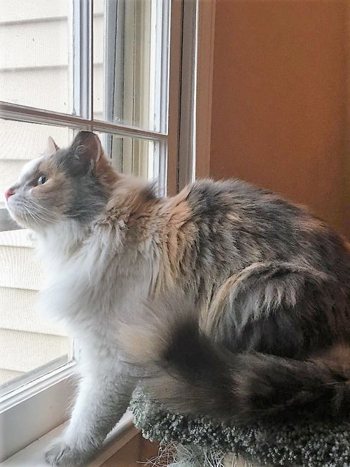 Angelina
