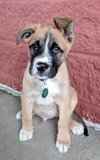 Harley