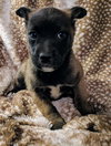Ember