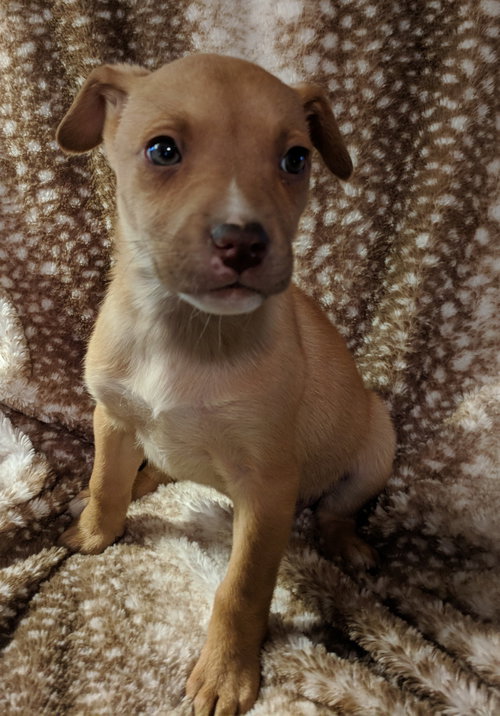 Hazel