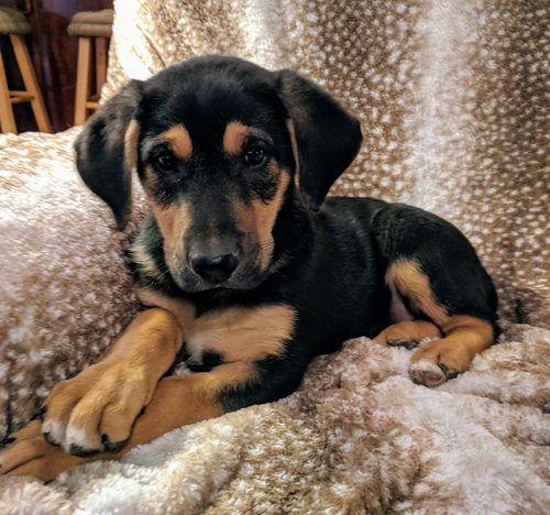 Finn