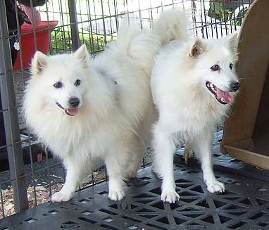 Kisha & Klondike
