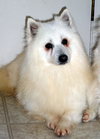 Kisha & Klondike