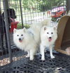 Kisha & Klondike