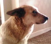 Rosie