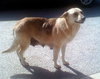 Rosie