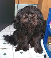 Wickett