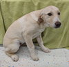 Piper