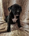 Charlee