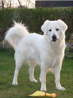 Greta